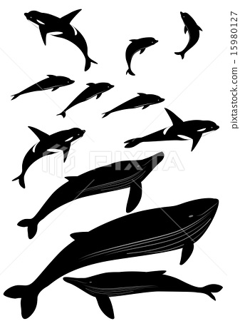 337x450 Whale, Killer Whale, Vector