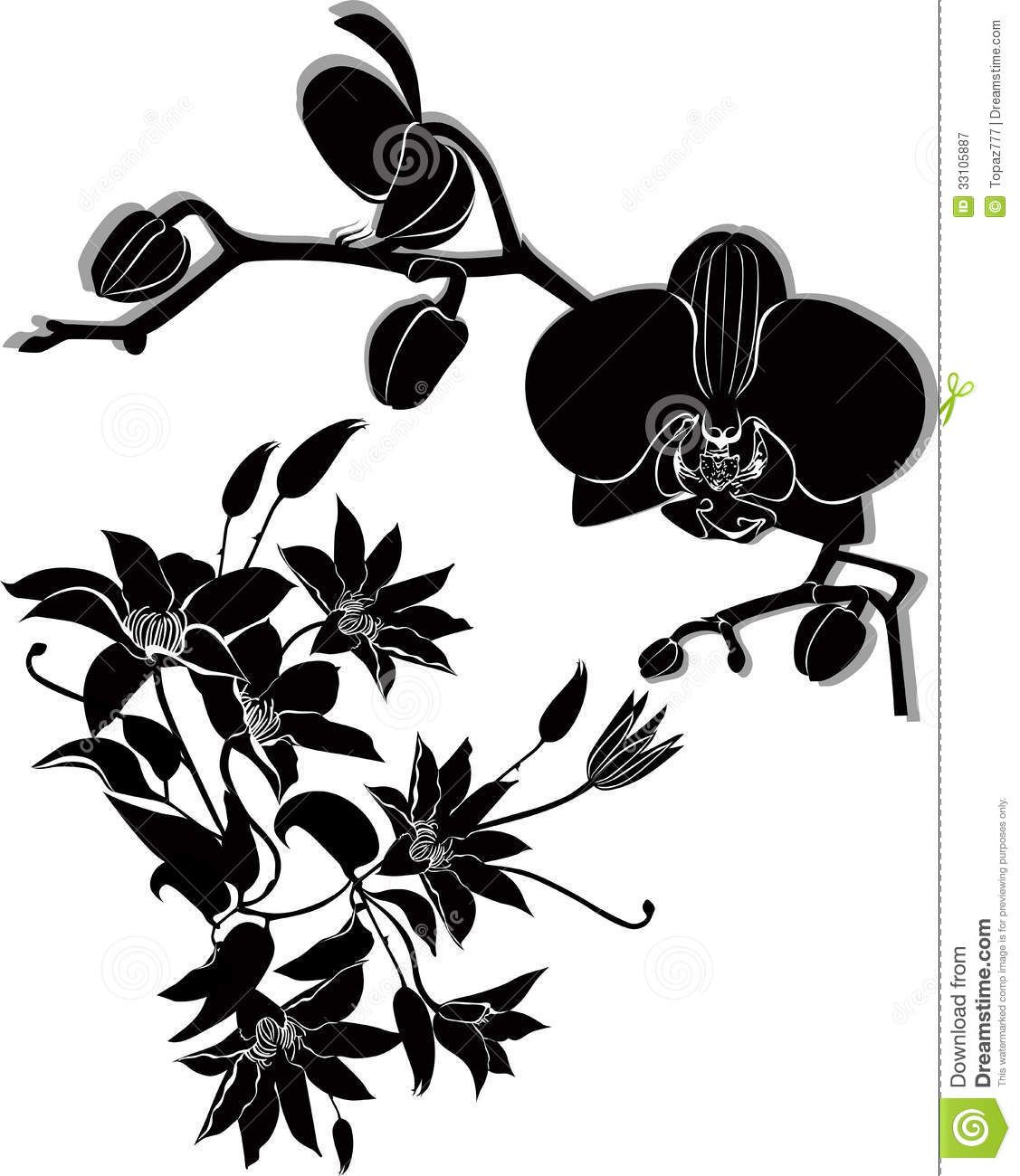 1127x1300 Pin By Burka Kayra On House Organisasion Orchid