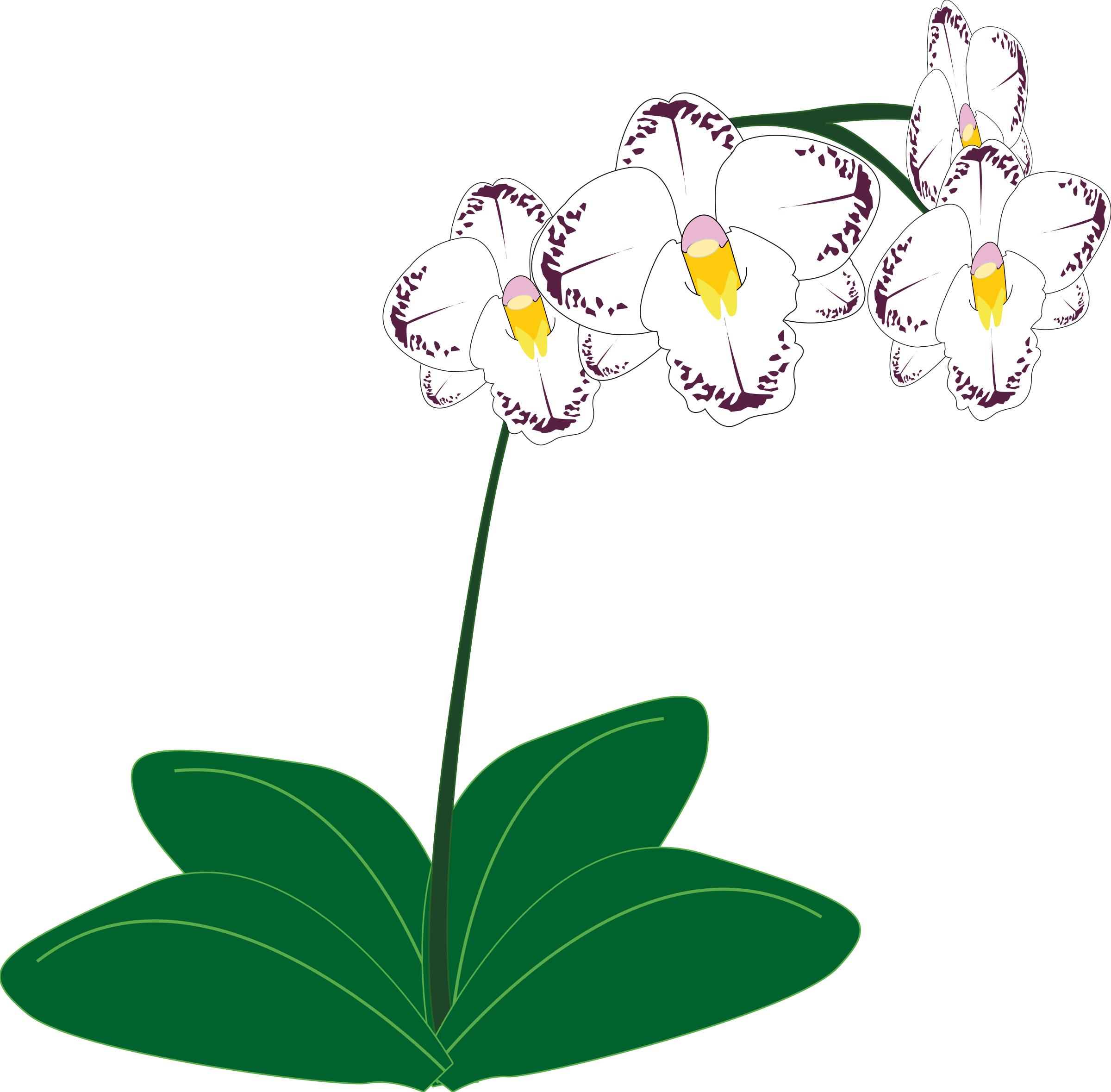 2400x2359 Orchid Icons Png