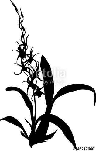 316x500 Orchid Silhouette With Small Blooms Isolated On White Stock Image
