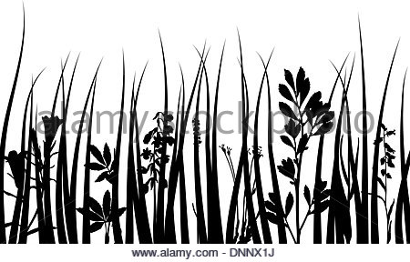 450x288 Grass Silhouettes Ornate On The White Background Stock Vector Art