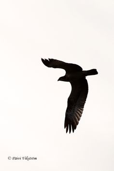 236x354 Vector Silhouette Of The Bird Of Prey (Osprey) In Flight