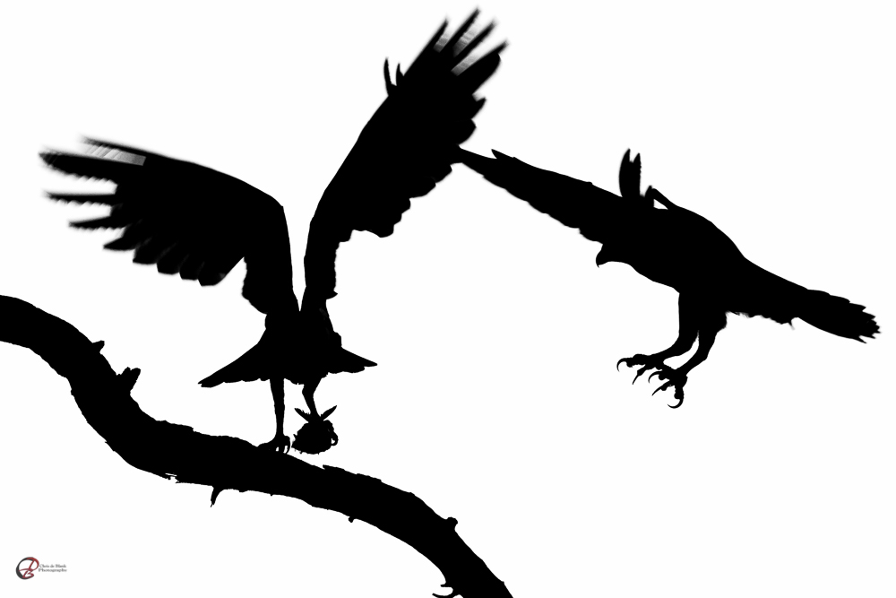 1000x667 Silhouette Archives