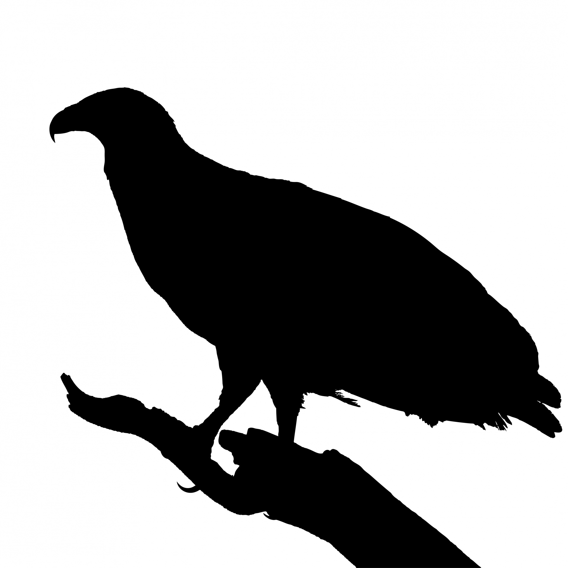 1920x1920 Bird On Branch Silhouette Free Stock Photo