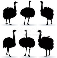 195x199 Ostrich Silhouette Stock Vectors