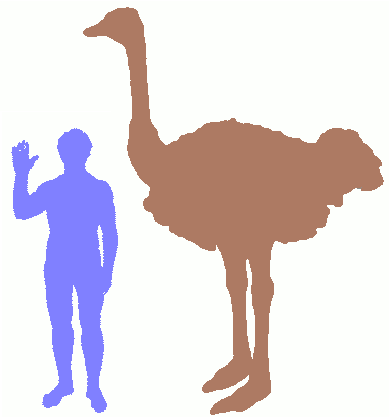 389x417 The Ostrich The World's Biggest Bird! Big Animals