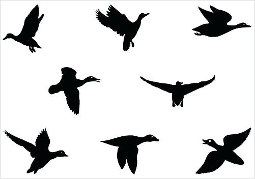 501x352 Flying Duck Silhouette Vector Graphics Best Rubber Duck Clip Art