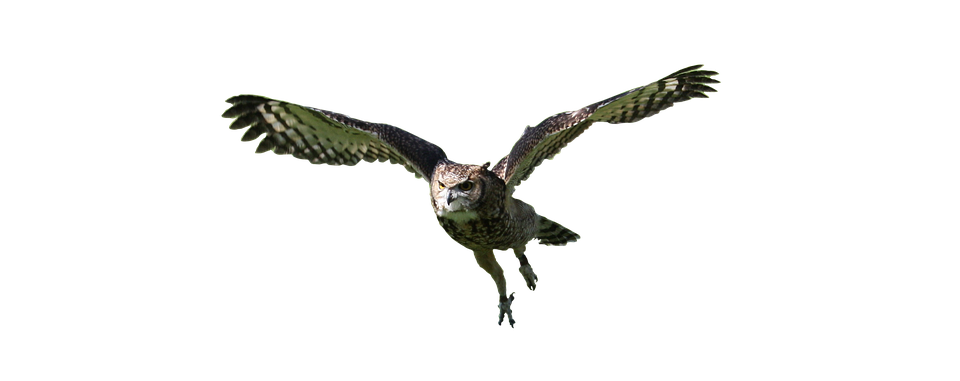 960x381 Free Photo Bird Owl Flying Wildlife Animal Predator Nature
