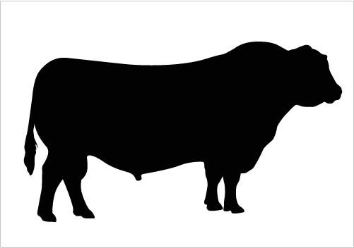 501x352 Bull Silhouette Vector Clipart Quality Download Silhouette