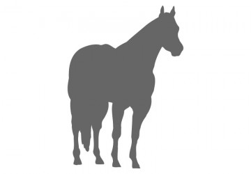 360x250 Horse Wall Decals