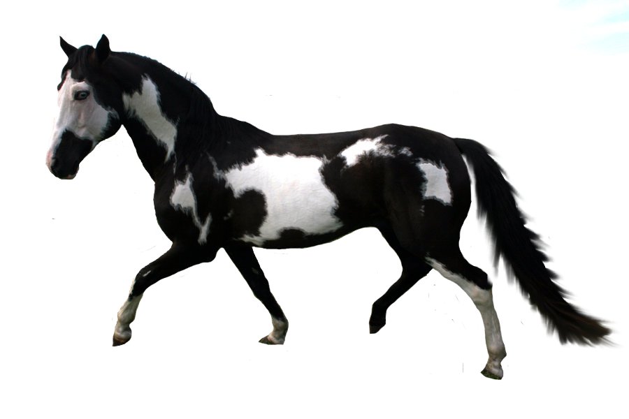 900x600 Precut American Paint Horse By Equinestock1