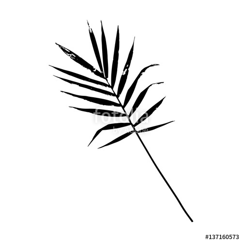 500x500 Palm Leaf Vector Illustration. Black And White Palm Leaf