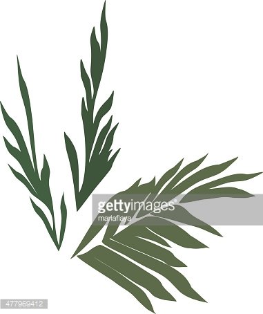 381x454 Silhouettes Of Palm Leaves Set Premium Clipart