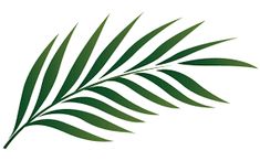 235x146 Palm Leaves Silhouettes Set Arte Tattoo And Piercing