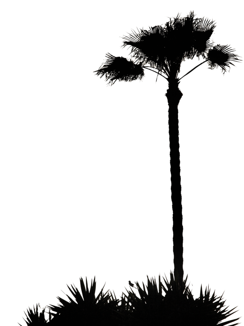 855x1140 Clip Art Inspiration Palm Tree Silhouette Clip Art Palm Tree
