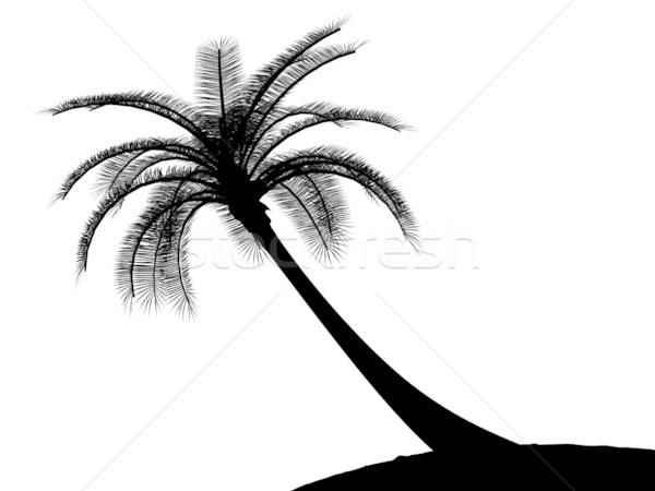 600x450 Black On White Palm Tree Silhouette Stock Photo Johnjohnson