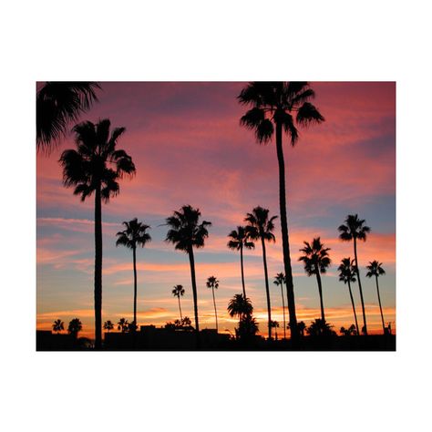 474x474 Palm Trees Silhouette