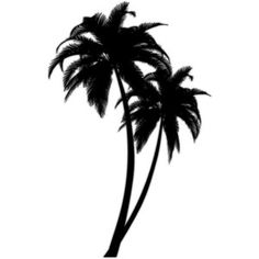 236x236 Palm Tree Silhouette Postcard