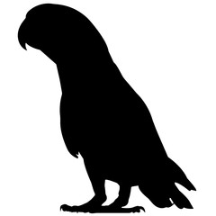 240x240 Search Photos Budgerygah