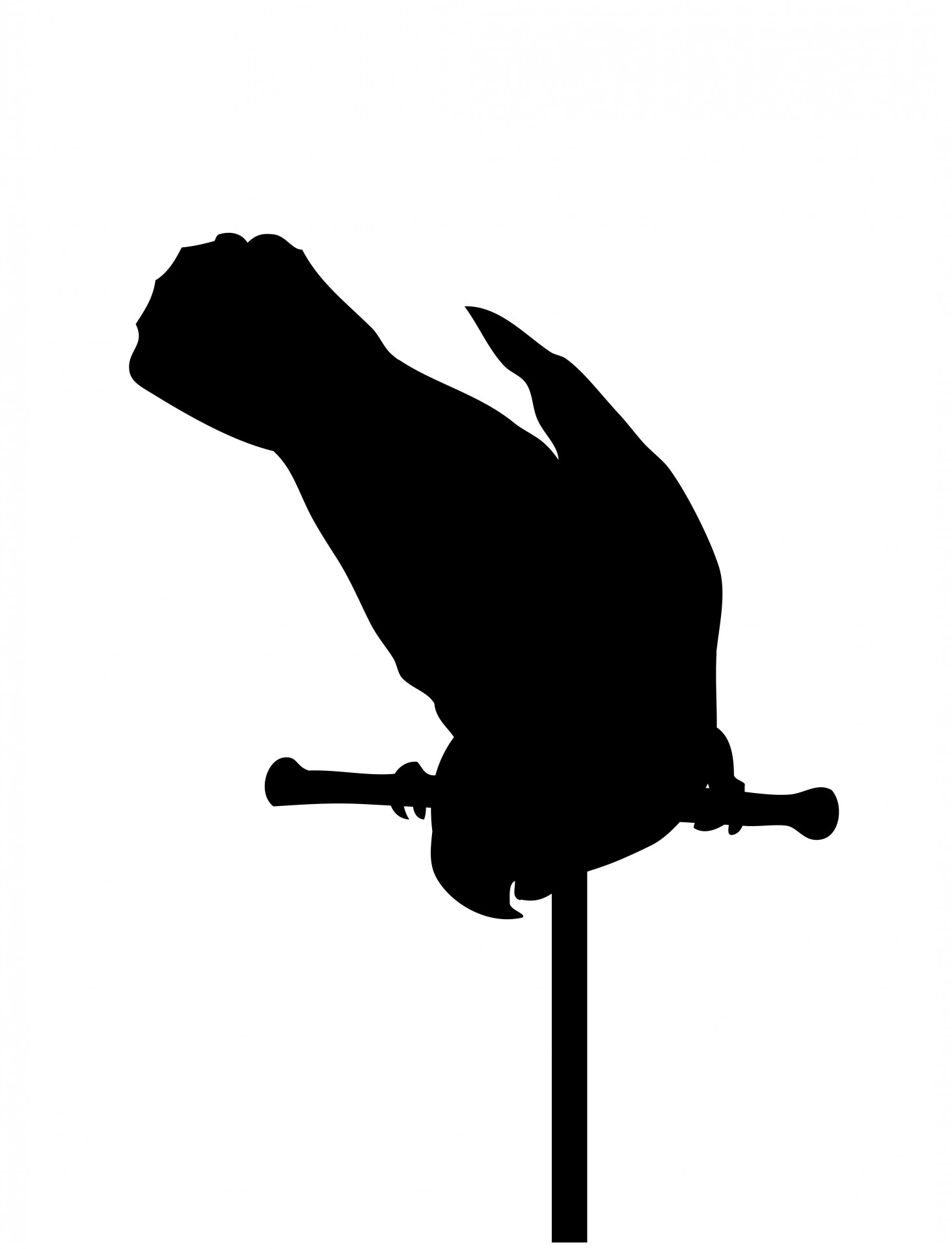 1463x1920 Parrot Bird Black Silhouette Free Stock Photo