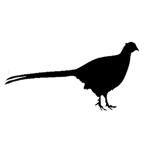 500x500 Francolinus Pondicerianus (J.f. Gmelin, 1789) Species India