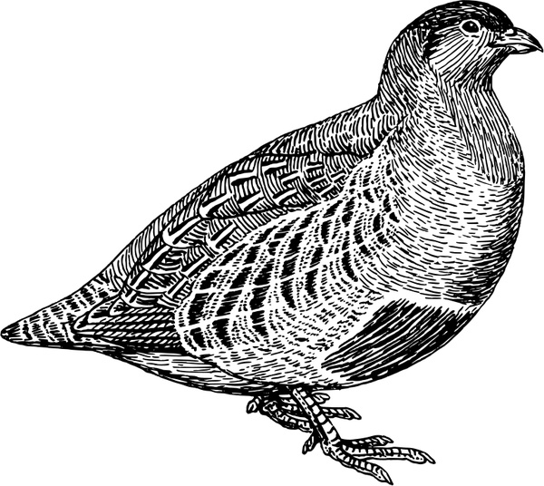 600x536 Free Partridge Vector Free Vector Download (3 Free Vector)