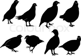 320x221 Vector Silhouette Of The Partridge On White Background Stock