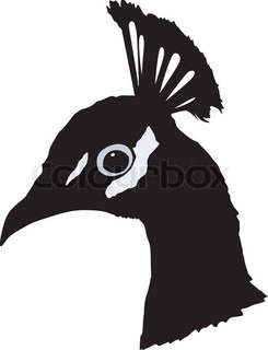 245x320 Vector Illustration Of Cartoon Beautiful Peacock Isolated On White