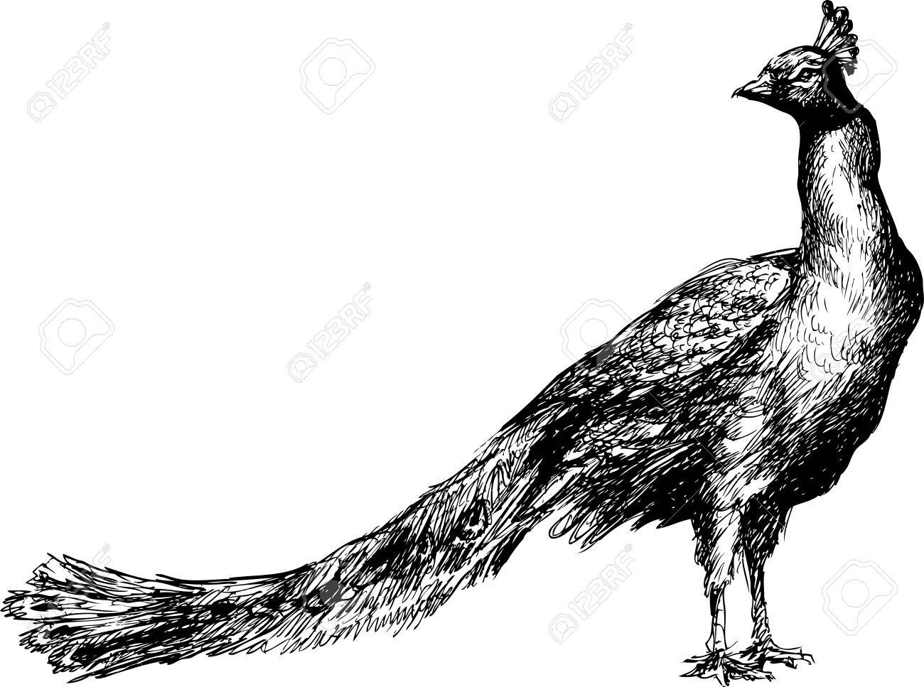 1300x967 Peacock Hand Drawing Clip Art Vector