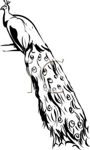 181x300 Free Black And White Peacock Clipart