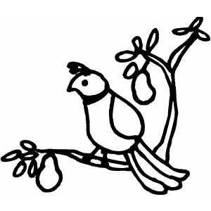 300x300 Mockingbird In A Pear Tree Clipart