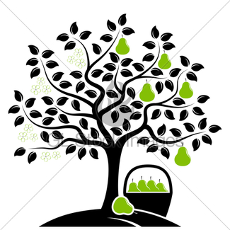 325x325 Pear Tree In Two Seasons Gl Stock Images