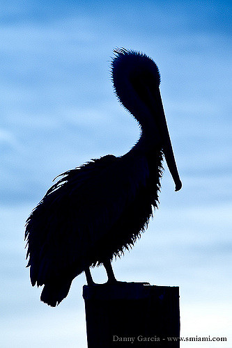 333x500 Pelican Silhouette Dgmiami