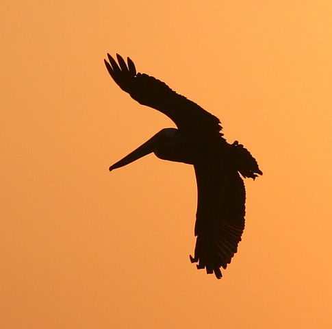 485x480 Filepelican Silhouette (3302783317).jpg