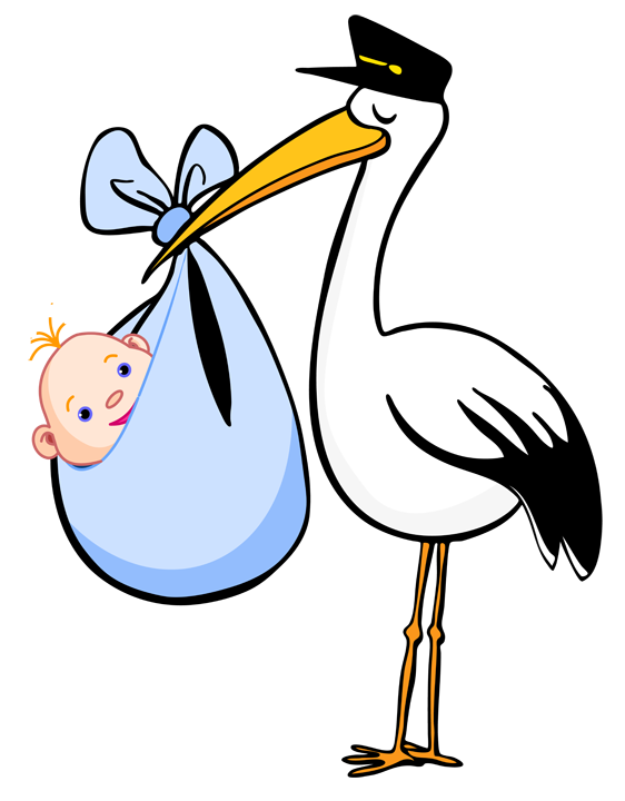 562x720 Pelican Clipart Baby