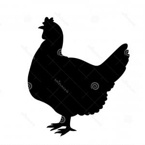 300x300 Hand Drawn Pencil Graphics Chicken Chick Vector Createmepink