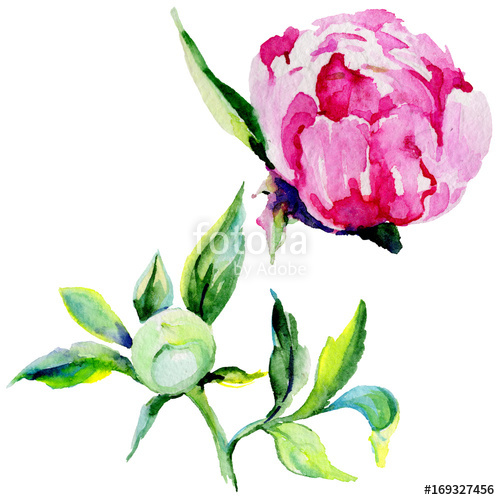 500x500 Wildflower Peony Flower In A Watercolor Style Isolated. Full Name