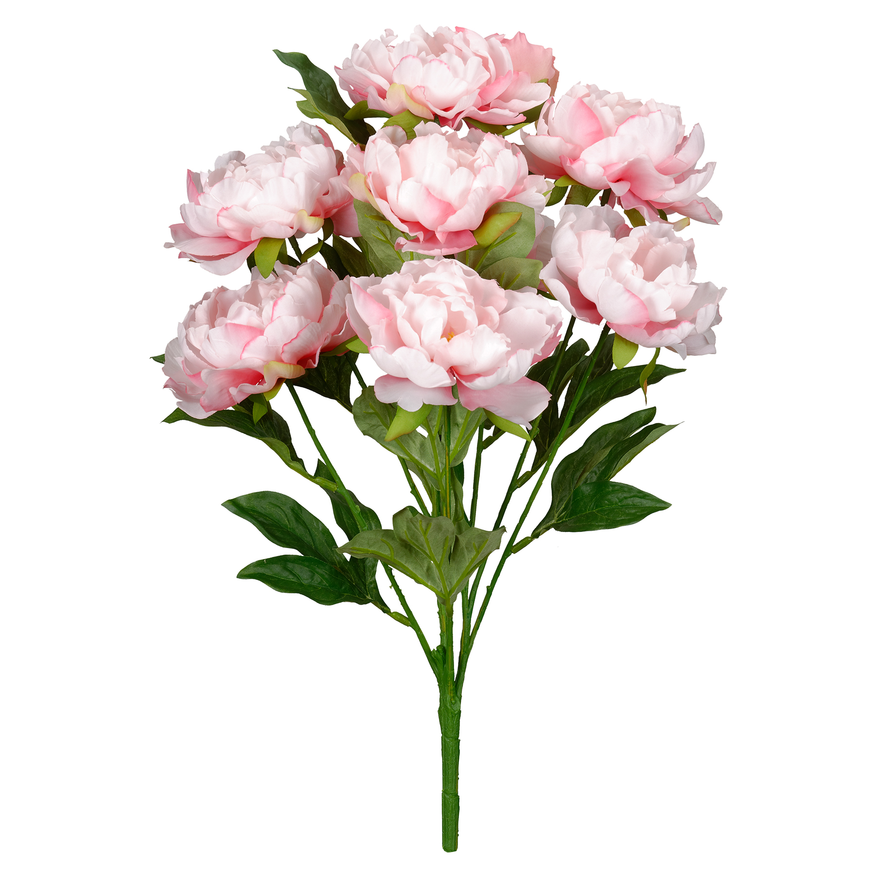 1800x1800 Find The Pink Peony Bush By