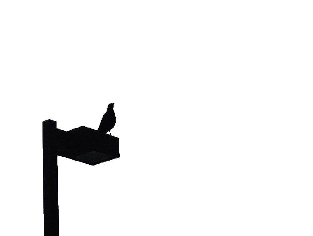 1000x757 Perched Bird Silhouette By Jurkovichm Redbubble