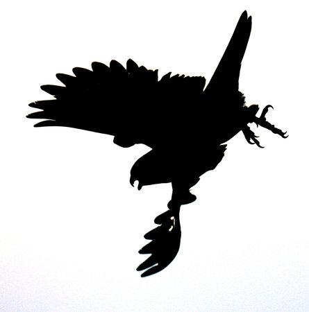 445x450 Falcons Make A Home In Atlanta