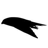 160x160 Peregrine Falcon Silhouette Vector Graphics Stock Image