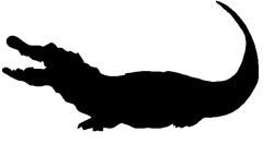 250x132 Silhouette Crocodile Photos 559 Silhouette Crocodile Images