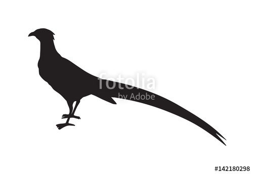500x344 Pheasant. Vector Drawing Stock Image And Royalty Free Vector