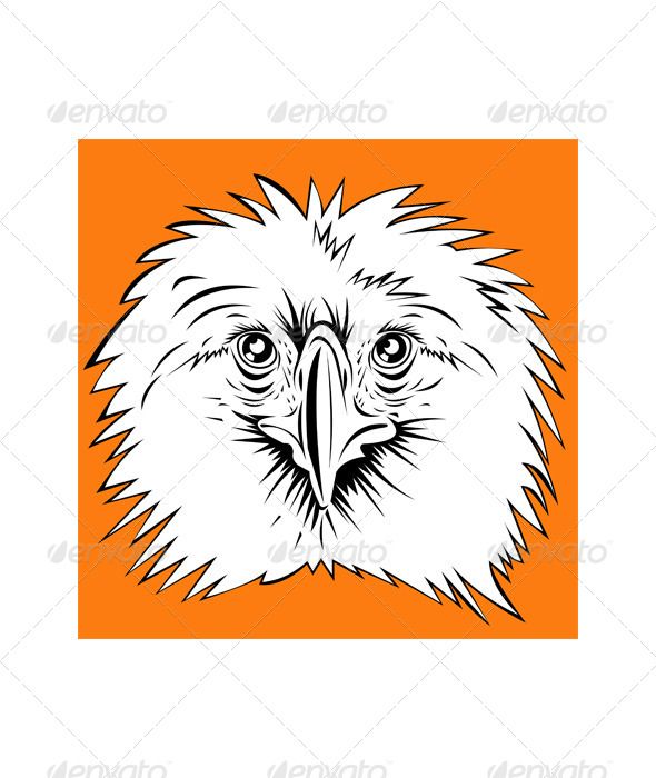 590x700 Philippine Eagle Head Philippine Eagle, Vector Graphics