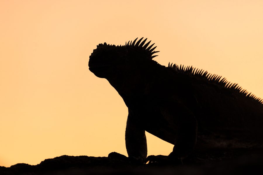 900x601 How To Shoot Striking Silhouettes Nature Ttl