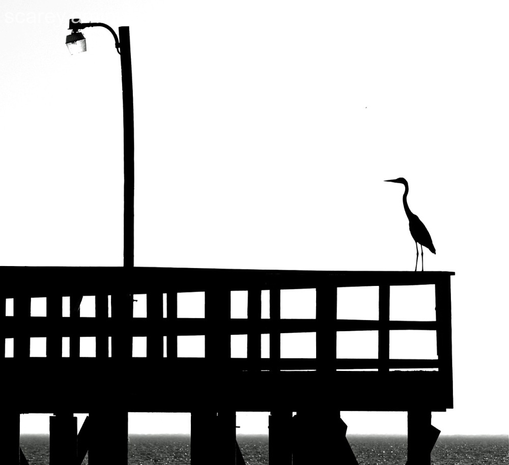 1000x914 Daily Photos For Saturday, 28 November 2015