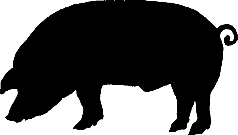 830x472 Black Pig Clipart