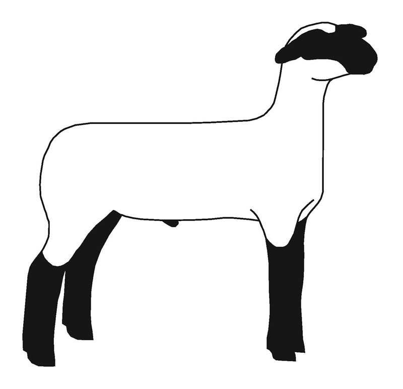 800x772 Lamb Clipart Show