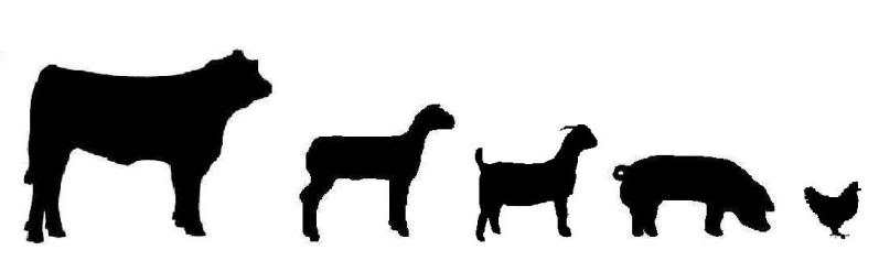 797x237 Pig Clipart Livestock Show