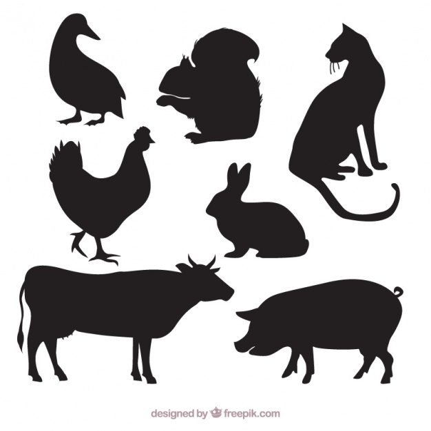 626x626 Pig Vectors, Photos And Psd Files Free Download